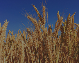 Wheat Background Square