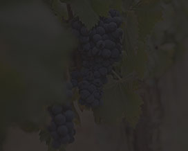 Grapes Background Square